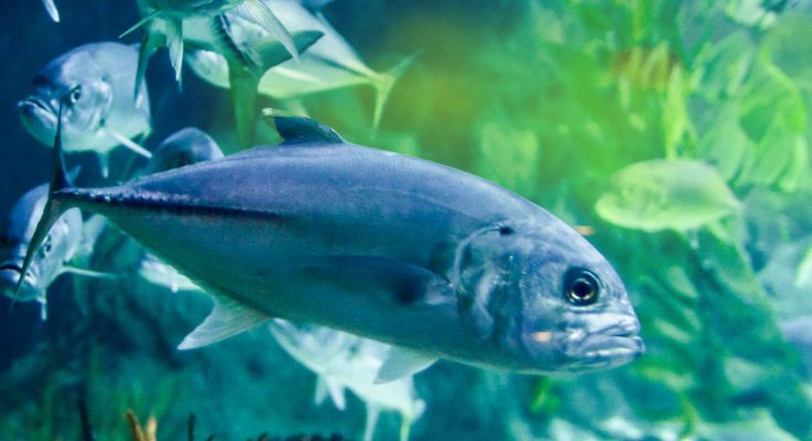 tossicita acquario domestico trattamenti chimici