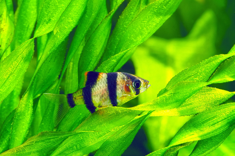 vallisneria-spiralis-pianta-acquario