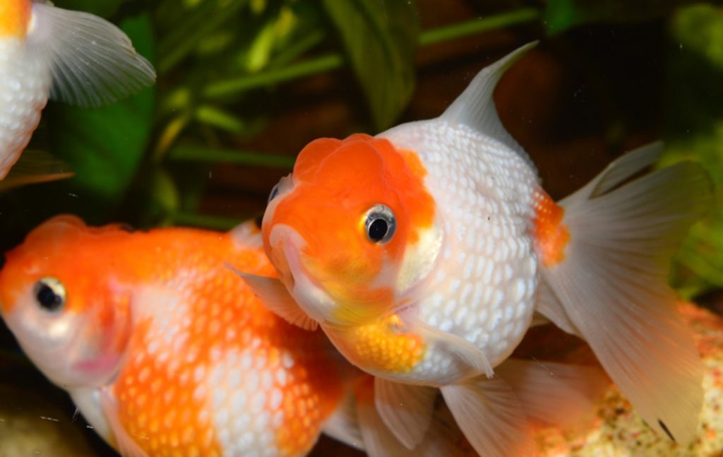 coppia pesci rossi, colore bianco arancione in acquario domestico