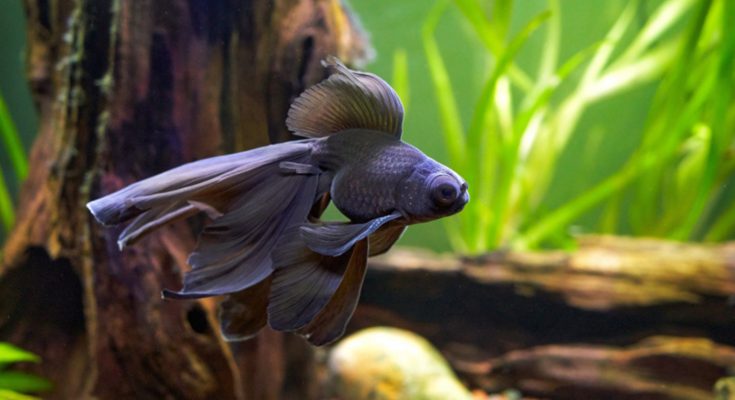 esigenze e cura pesci rossi acquario