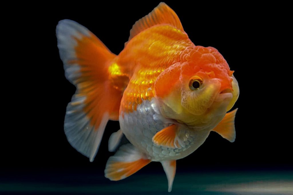 pesce rosso riproduzione goldfish