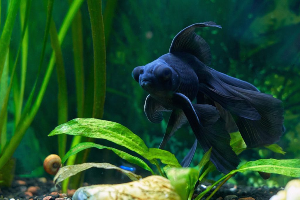 pesce rosso nero per la riproduzione in acquario domestico