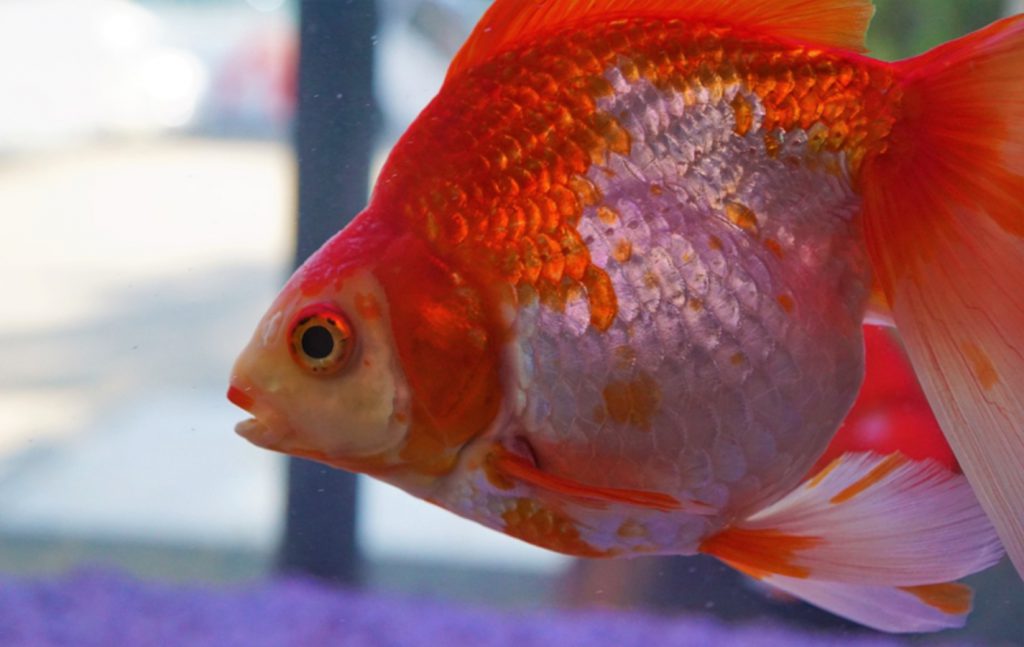 pesce acquario dolce, esigenze e tolleranza dello stress