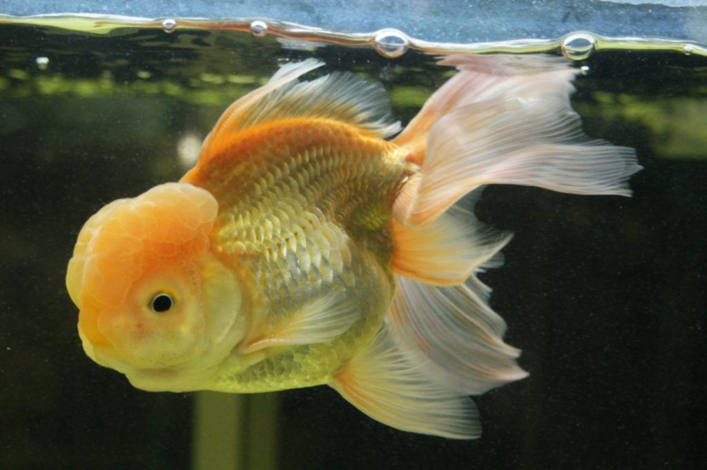 pesce rosso bianco acquario domestico