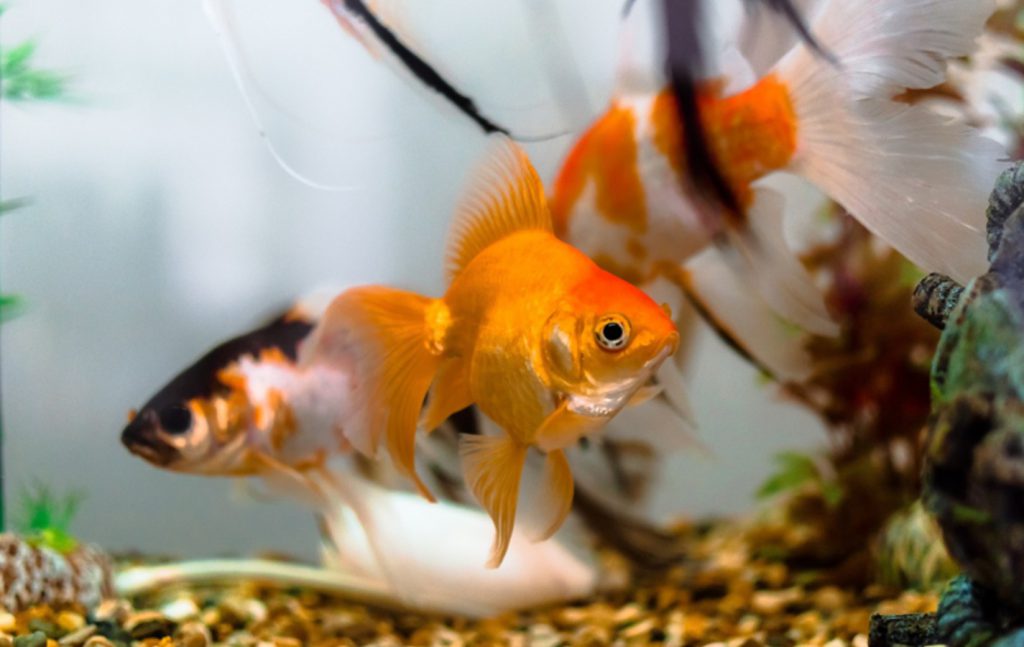 pesci rossi cura acquario domestico