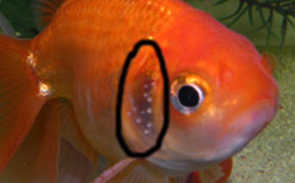 Pesce rosso maschio con tubercoli