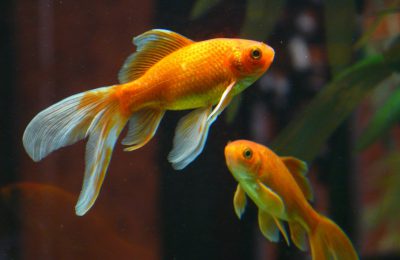 riproduzione pesci rossi