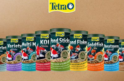 Gamma tetra pond evolution mangimi laghetto