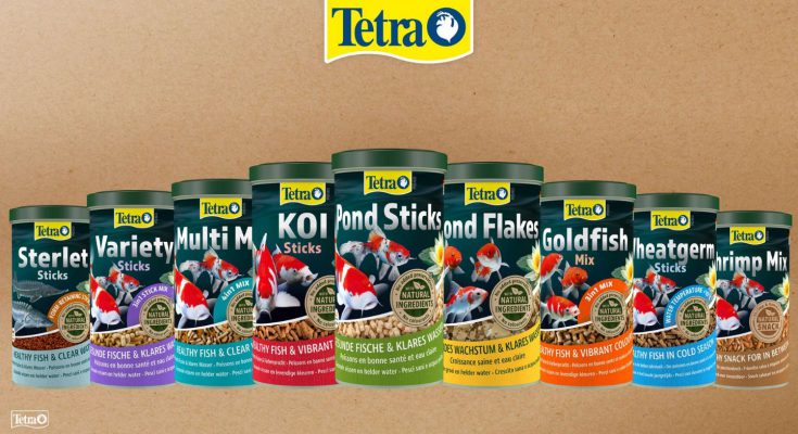 Gamma tetra pond evolution mangimi laghetto