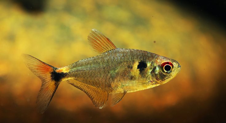 Hemigrammus ocellifer maschio pesce faro