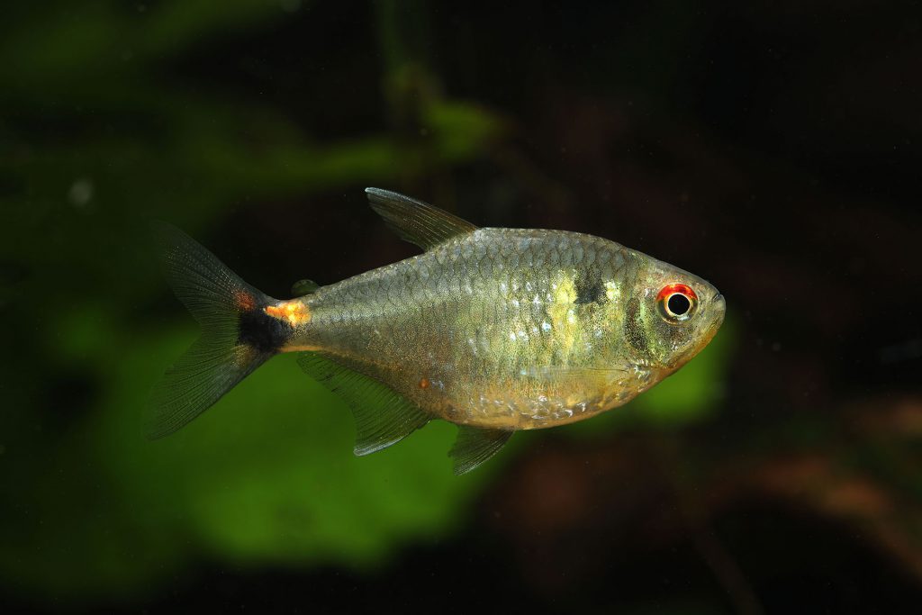 Hemigrammus ocellifer tetra faro femmina