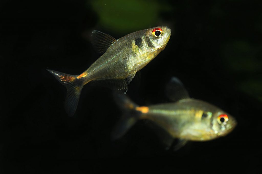 Hemigrammus-tetra pesce faro coppia