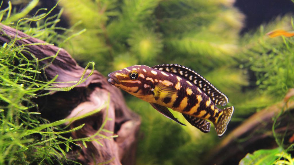 Julidochromis marlieri ciclide africano