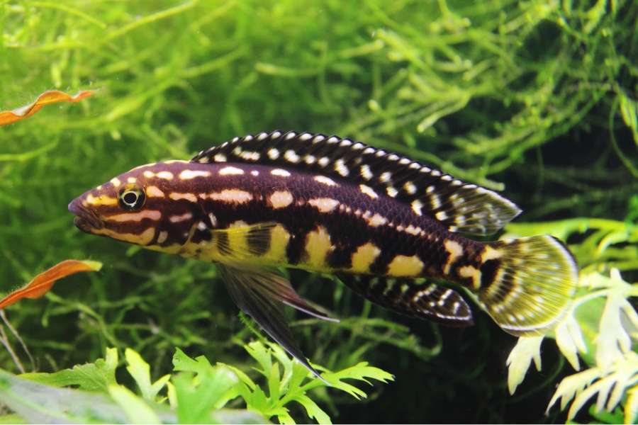 Julidochromis marlieri in acquario dolce con piante