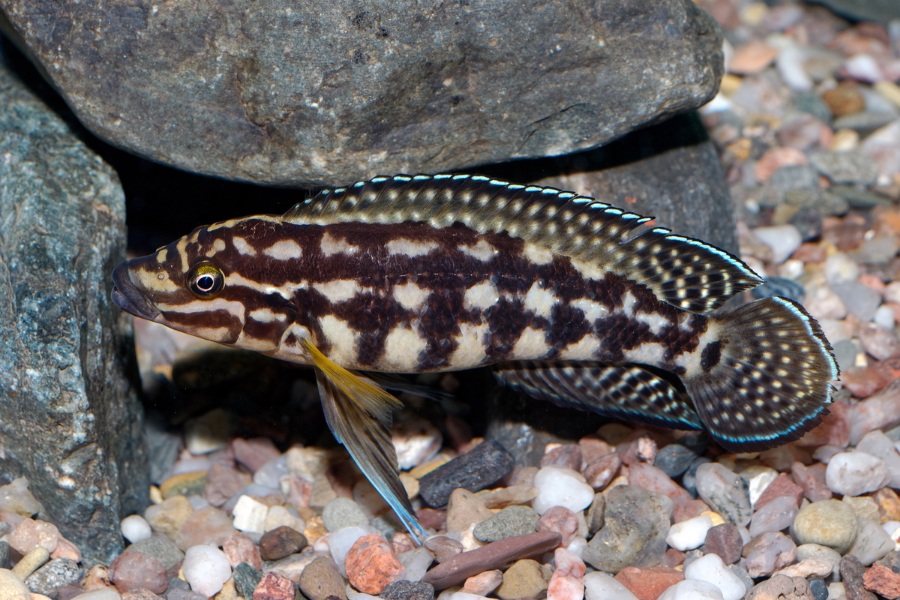 pesce acquario domestico 