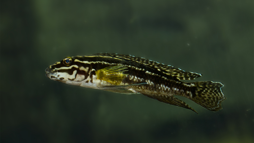 Julidochromis-marlieri-scuro lago