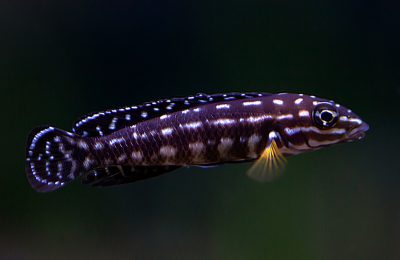 Julidochromis-marlieri-spotted