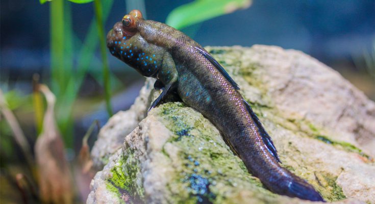 Periophthalmus-barbarus-acquario