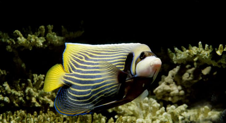 Pomacanthus imperator