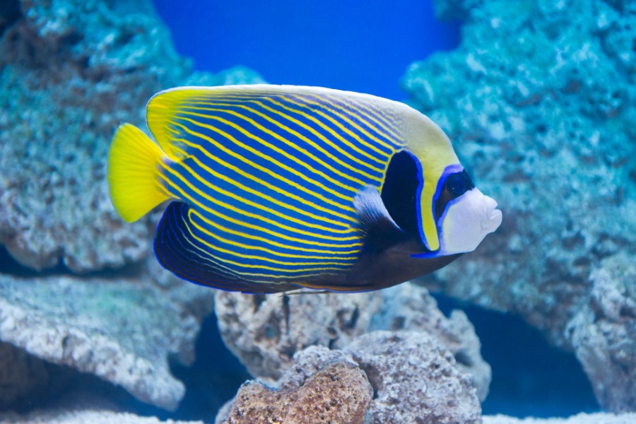 Pomacanthus imperator acqiario domestico