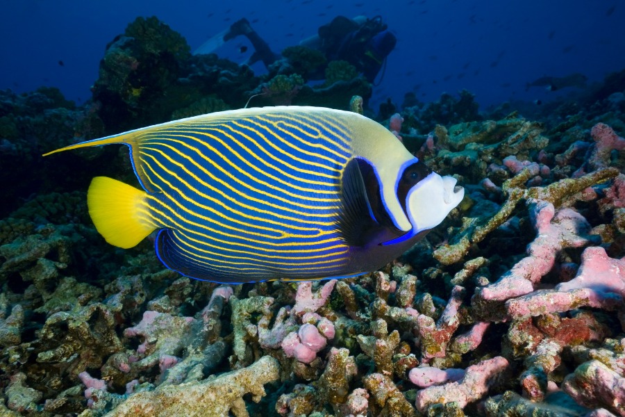 Pomacanthus imperator colori