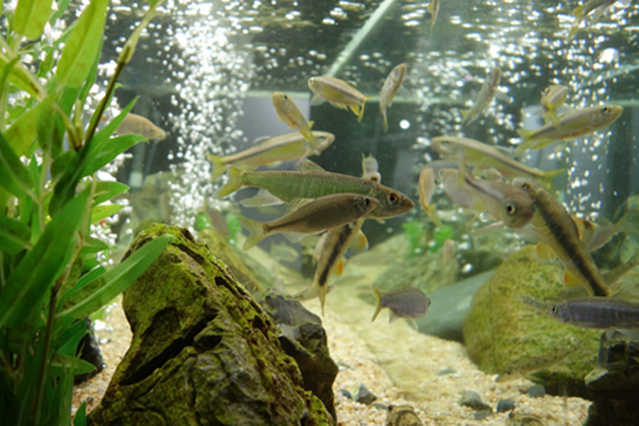 acquario-domestico-pesci-e-piante