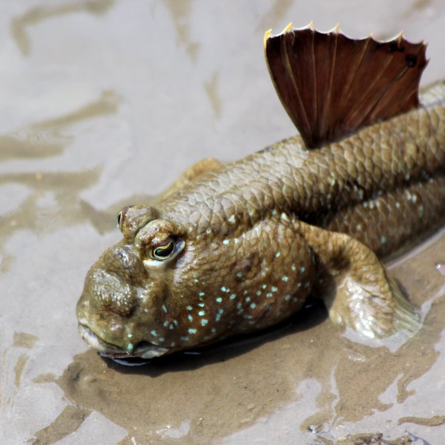 atlantic mudskipper pesce anfibio acque salmastre