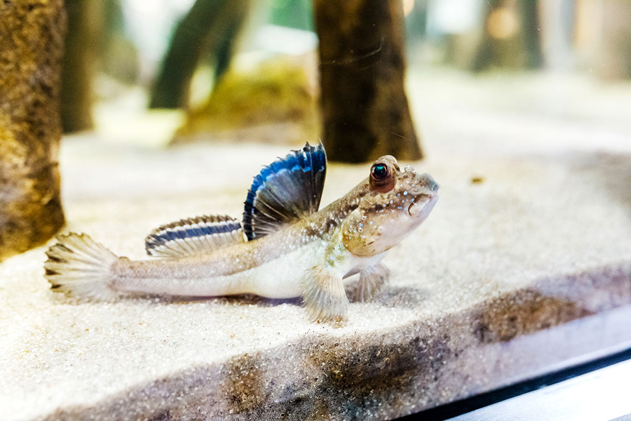 saltafango-acquario-domestico Perioftalmi