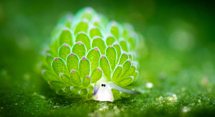 Costasiella-Kuroshimae lumaca di mare