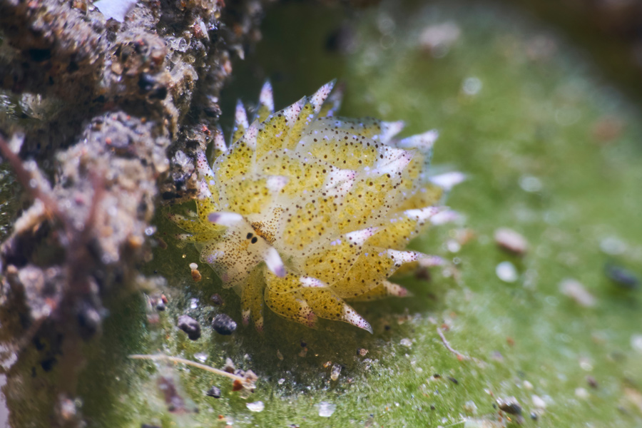 Costasiella-Kuroshimae-lumaca-mare