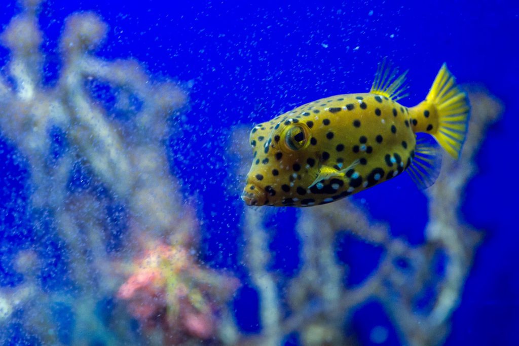 Ostracion cubicus  acquario marino