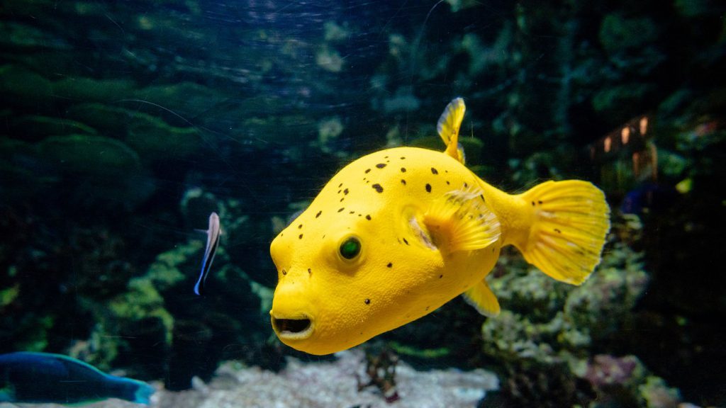 Ostracion cubicus giallo