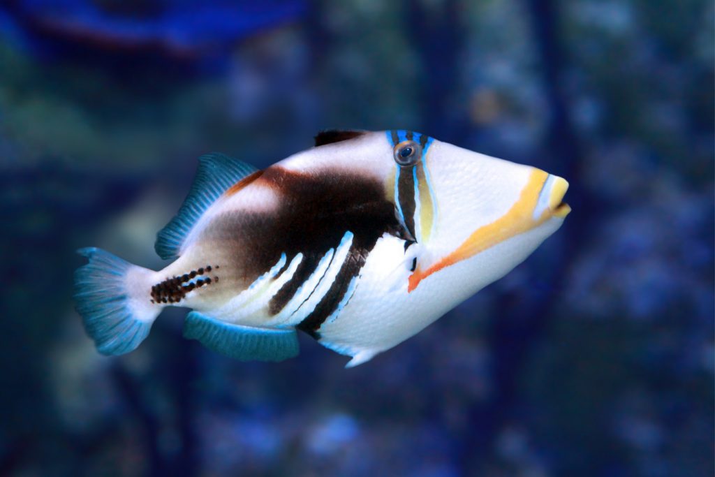 Rhinecanthus aculeatus pesce balestra triggerfish
