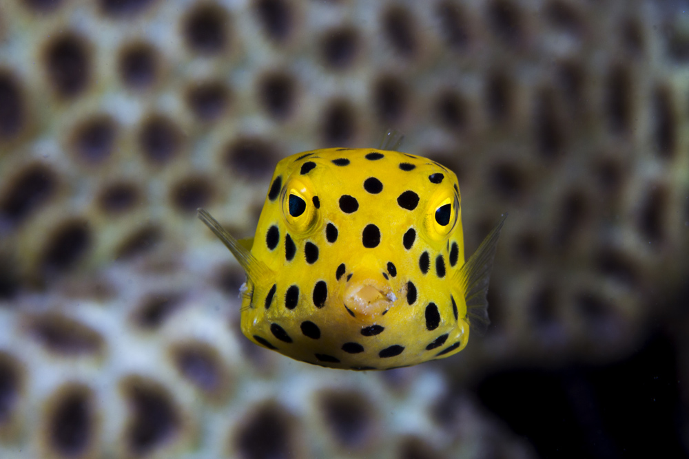 giovane-pesce-scatola giallo macchie nere