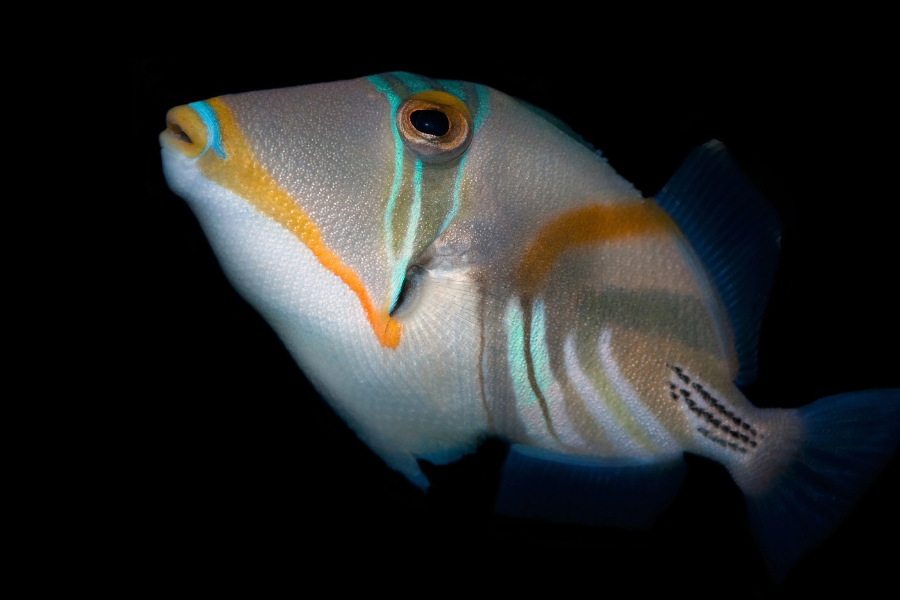 pesce-picasso-colori