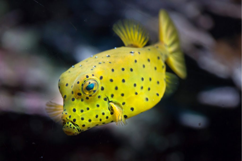 pesce scatola giallo ostracion in acquario marino
