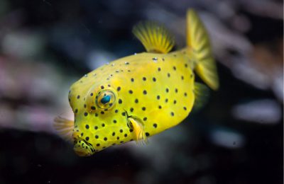 pesce-scatola-giallo