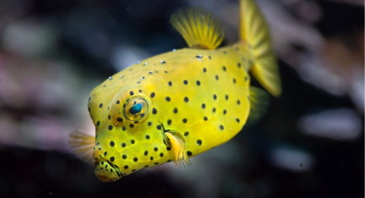 pesce-scatola-giallo