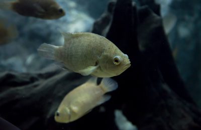 Anabas testudineus acquario dolce Anabantidilabirintide