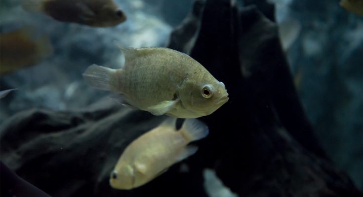Anabas testudineus acquario dolce Anabantidilabirintide