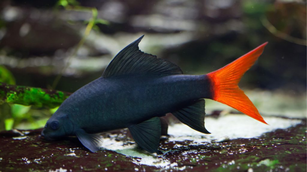 Epalzeorhynchos bicolor acquario domestico