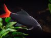labeo bicolor pesce acquario
