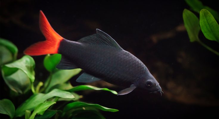 labeo bicolor pesce acquario