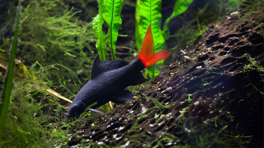 pesce aqcaurio originario Asia rosso nero