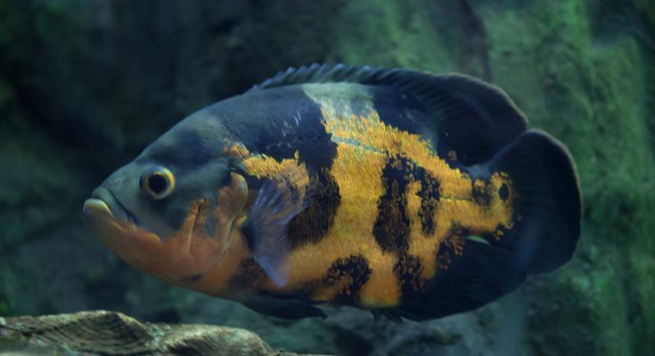 pesce oscar acquario