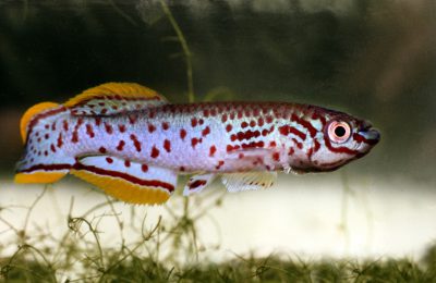 Fundulopanchax gardneri