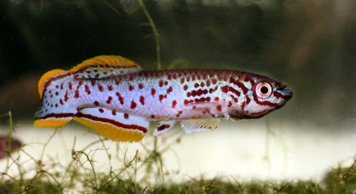 Fundulopanchax gardneri