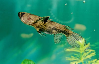 Pantodon buchholzi pesce farfalla dolce africa