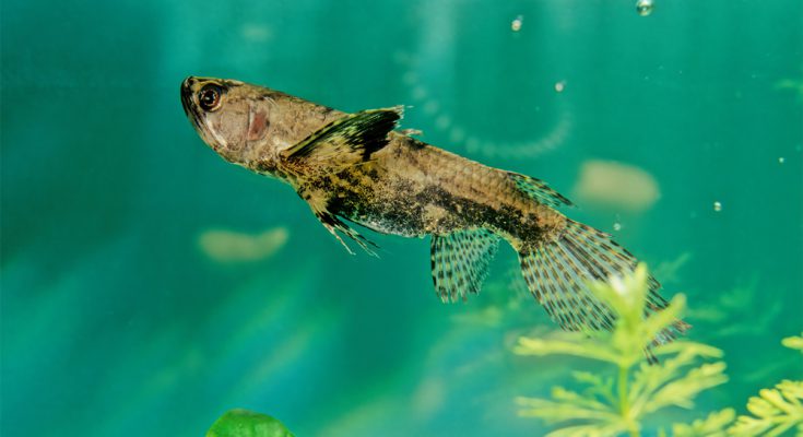 Pantodon buchholzi pesce farfalla dolce africa