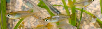 medaka Oryzias latipes
